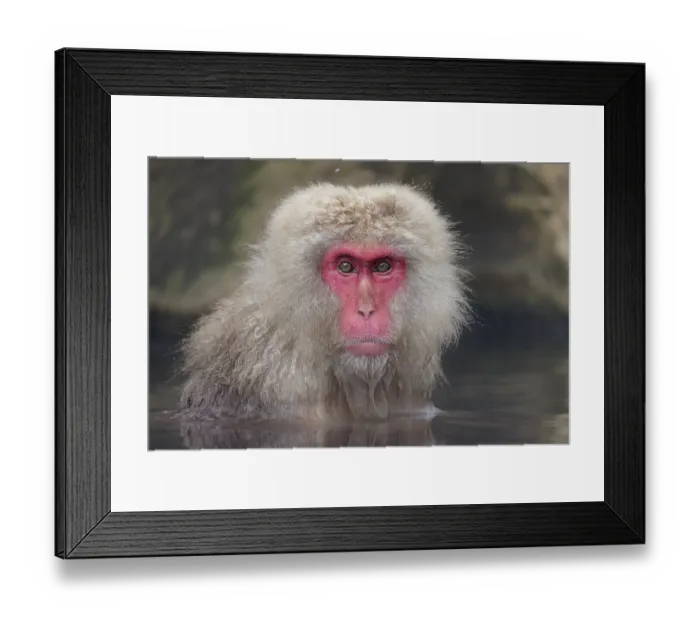 Framed Print : Japanese macaque (Macaca fuscata) sitting in hot springs, Jigokudani, Nagano Prefecture, Japan. February Framed Print : Japanese macaque (Macaca fuscata) sitting in hot springs, Jigokudani, Nagano Prefecture, Japan. February