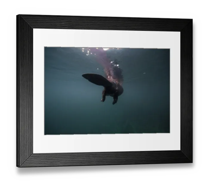Framed Print : European beaver (Castor fiber) swimming on the surface, underwater view, River Rhone, Alps, France. May Framed Print : European beaver (Castor fiber) swimming on the surface, underwater view, River Rhone, Alps, France. May