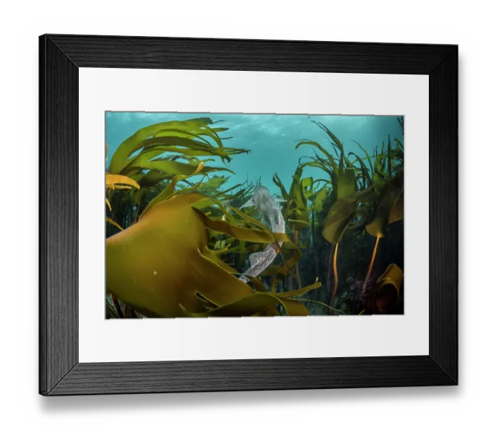Framed Print : Small-spotted catshark (Scyliorhinus canicula) swimming through a Kelp forest (Laminaria Hyperborea), Lizard Peninsula, Cornwall, England, UK, Atlantic Ocean Framed Print : Small-spotted catshark (Scyliorhinus canicula) swimming through a Kelp forest (Laminaria Hyperborea), Lizard Peninsula, Cornwall, England, UK, Atlantic Ocean