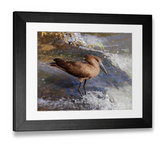 Framed Print : Hamerkop (Scopus umbretta) fishing at edge of river, Masai Mara National Reserve, Kenya Framed Print : Hamerkop (Scopus umbretta) fishing at edge of river, Masai Mara National Reserve, Kenya
