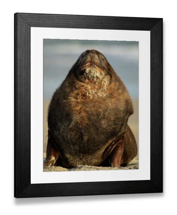 Framed Print : New Zealand sea lion (Phocarctos hookeri) male, resting on a beach, Sandfly Bay, Dunedin, South Island, New Zealand. Endangered