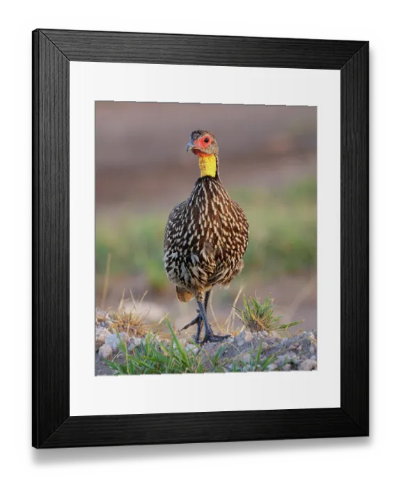 Framed Print : Yellow necked spurfowl (Pternistis leucoscepus) portrait, Amboseli National Park, Kenya Framed Print : Yellow necked spurfowl (Pternistis leucoscepus) portrait, Amboseli National Park, Kenya