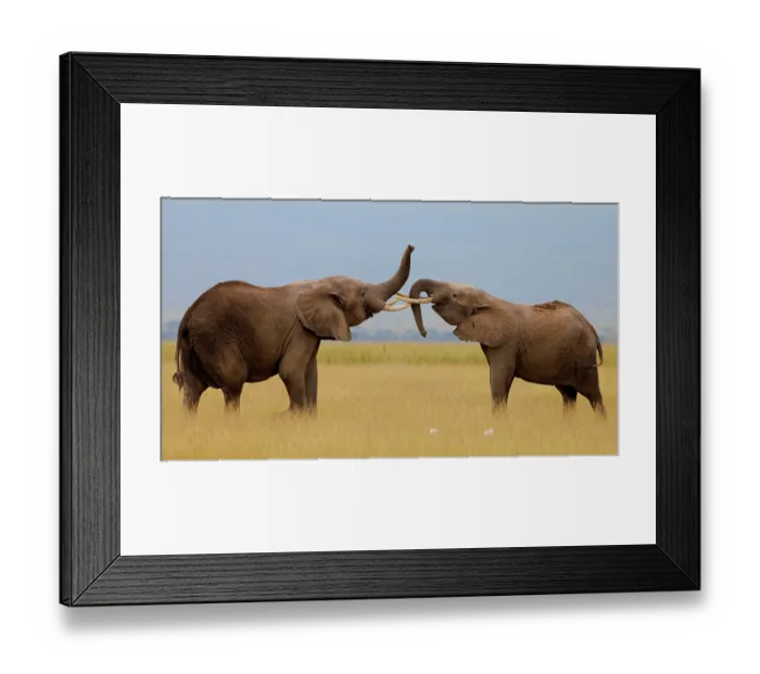 Framed Print : Two African elephant (Loxodonta africana) juvenile males, play fighting, Amboseli National Park, Kenya. Endangered Framed Print : Two African elephant (Loxodonta africana) juvenile males, play fighting, Amboseli National Park, Kenya. Endangered