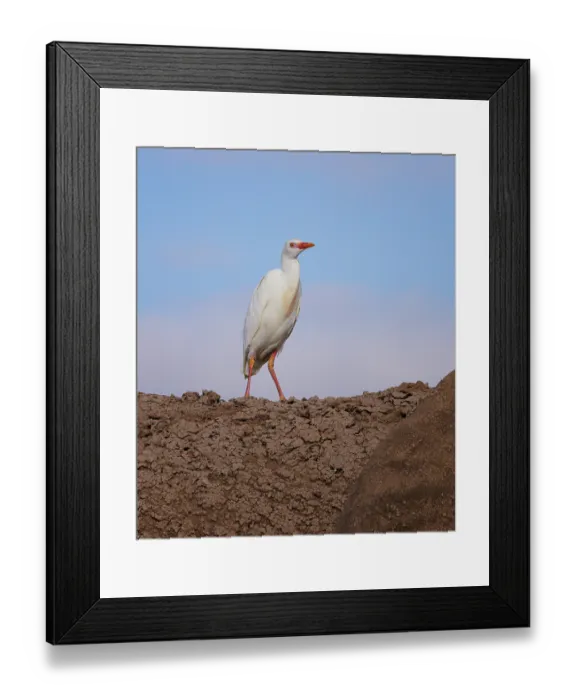 Framed Print : Cattle egret (Bubulcus ibis) perched on back of Elephant (Loxodonta africana), Amboseli National Park, Kenya Framed Print : Cattle egret (Bubulcus ibis) perched on back of Elephant (Loxodonta africana), Amboseli National Park, Kenya