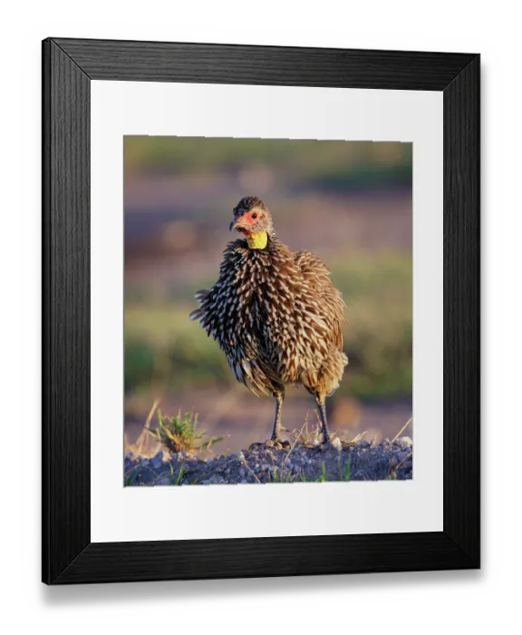 Framed Print : Yellow necked spurfowl (Pternistis leucoscepus) with fluffed up feathers, portrait, Amboseli National Park, Kenya Framed Print : Yellow necked spurfowl (Pternistis leucoscepus) with fluffed up feathers, portrait, Amboseli National Park, Kenya