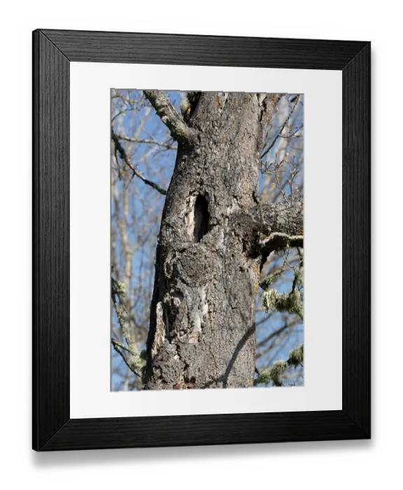 Framed Print : Cavity in trunk of mature Aspen tree (Populus tremula) providing a potential nest site of breeding birds, Cairngorms National Park, Scotland, UK. May Framed Print : Cavity in trunk of mature Aspen tree (Populus tremula) providing a potential nest site of breeding birds, Cairngorms National Park, Scotland, UK. May