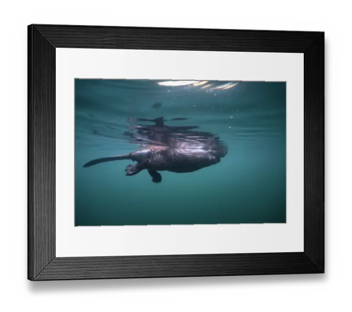 Framed Print : European beaver (Castor fiber) swimming on the surface, underwater view, River Rhone, Alps, France. May Framed Print : European beaver (Castor fiber) swimming on the surface, underwater view, River Rhone, Alps, France. May