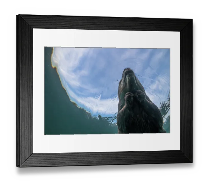 Framed Print : European beaver (Castor fiber) swimming on the surface, underwater view, River Rhone, Alps, France. May Framed Print : European beaver (Castor fiber) swimming on the surface, underwater view, River Rhone, Alps, France. May