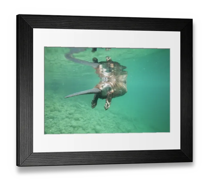 Framed Print : European beaver (Castor fiber) swimming on the surface, underwater view, River Rhone, Alps, France. May Framed Print : European beaver (Castor fiber) swimming on the surface, underwater view, River Rhone, Alps, France. May