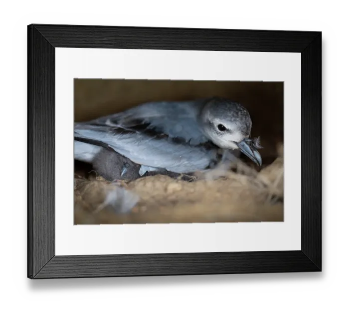 Framed Print : Fairy prion (Pachyptila turtur) with chick, nestled in artificial nesting box, St Clair, Dunedin, South Island, New Zealand Framed Print : Fairy prion (Pachyptila turtur) with chick, nestled in artificial nesting box, St Clair, Dunedin, South Island, New Zealand