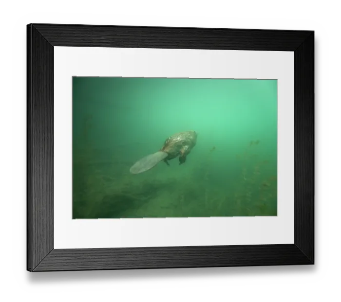 Framed Print : European beaver (Castor fiber) swimming underwater, River Rhone, Alps, France. May