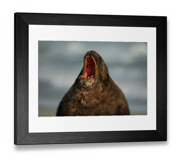 Framed Print : New Zealand sea lion (Phocarctos hookeri) male, with mouth open wide, dominance display, on beach, Sandfly Bay, Dunedin, South Island, New Zealand. Endangered Framed Print : New Zealand sea lion (Phocarctos hookeri) male, with mouth open wide, dominance display, on beach, Sandfly Bay, Dunedin, South Island, New Zealand. Endangered