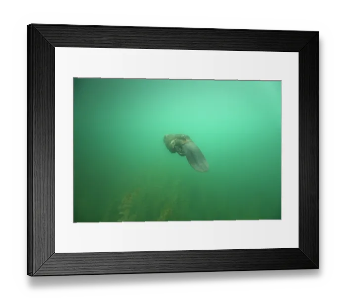 Framed Print : European beaver (Castor fiber) swimming underwater, River Rhone, Alps, France. May Framed Print : European beaver (Castor fiber) swimming underwater, River Rhone, Alps, France. May