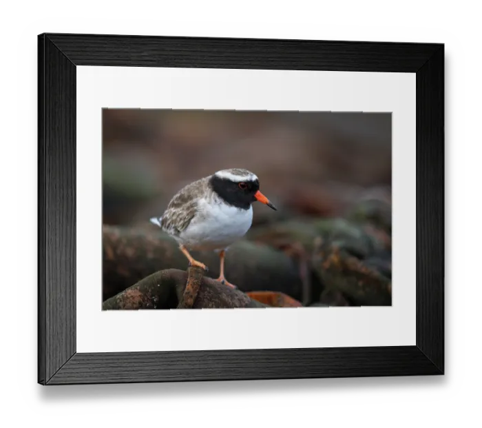 Framed Print : Shore plover (Thinornis novaeseelandiae) male, perched on Kelp, Rangatira Island, Chatham Islands, New Zealand. Endangered Framed Print : Shore plover (Thinornis novaeseelandiae) male, perched on Kelp, Rangatira Island, Chatham Islands, New Zealand. Endangered