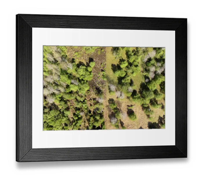 Framed Print : Aerial view showing the contrast between ungrazed (left) and sheep grazed Aspen (Populus tremula) and Birch (Betula pendula) woodland, Tulloch, Cairngorms National Park, Scotland Framed Print : Aerial view showing the contrast between ungrazed (left) and sheep grazed Aspen (Populus tremula) and Birch (Betula pendula) woodland, Tulloch, Cairngorms National Park, Scotland