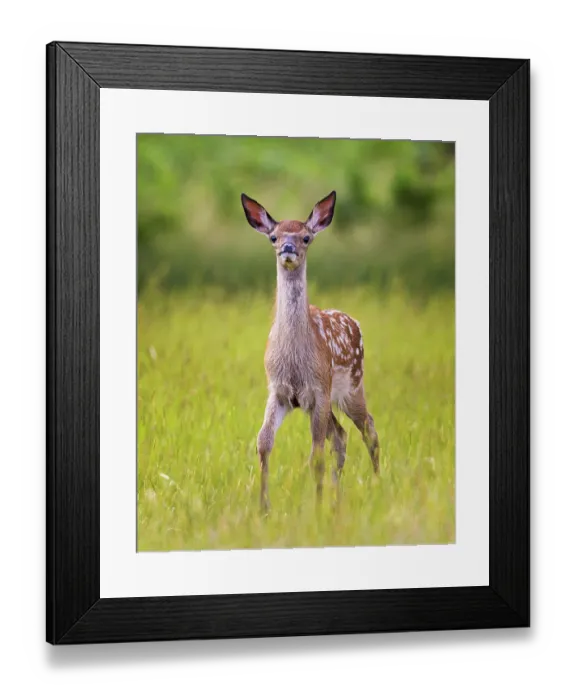 Framed Print : Fallow deer (Dama dama) fawn, portrait, Bushy Park, London, England, UK. June Framed Print : Fallow deer (Dama dama) fawn, portrait, Bushy Park, London, England, UK. June