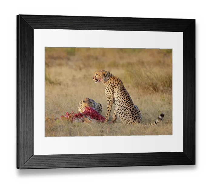 Framed Print : Two Cheetahs (Acinonyx jubatus) feeding on fresh Impala (Aepyceros melampus) kill, Nairobi National Park, Kenya Framed Print : Two Cheetahs (Acinonyx jubatus) feeding on fresh Impala (Aepyceros melampus) kill, Nairobi National Park, Kenya