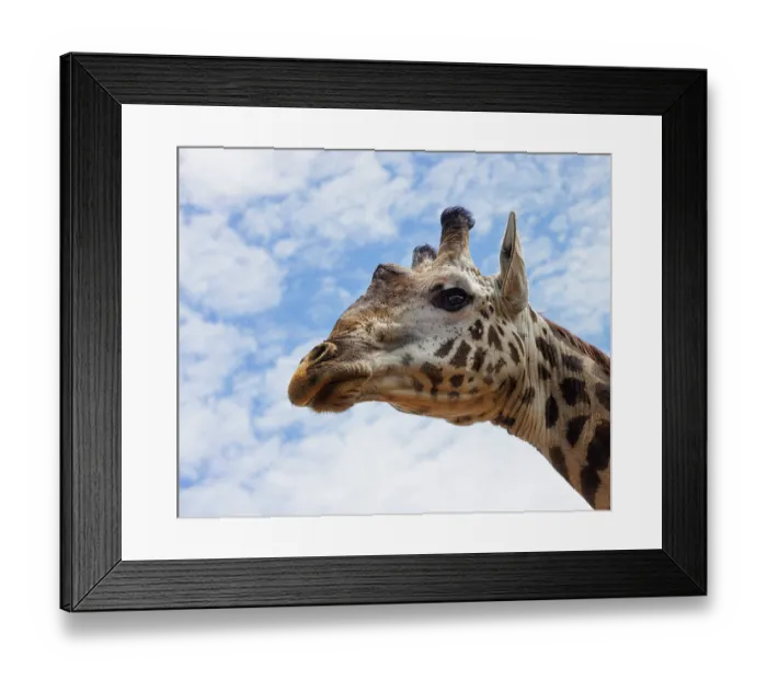 Framed Print : Masai giraffe (Giraffa camelopardalis tippelskirchi) head portrait, Masai Mara National Reserve, Kenya. Endangered Framed Print : Masai giraffe (Giraffa camelopardalis tippelskirchi) head portrait, Masai Mara National Reserve, Kenya. Endangered
