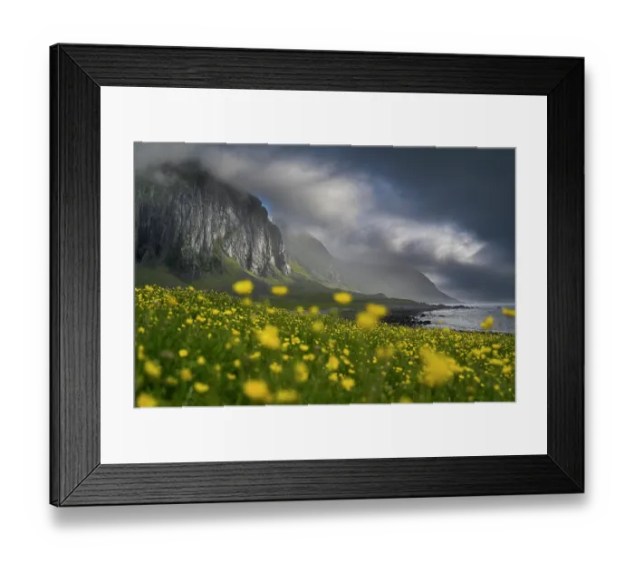Framed Print : Fields of Buttercups (Ranunculus repens) in flower in front of towering cliffs, Eggum Nature Reserve, Vestagoya Island, Lofoten archipelago, Nordland, Norway. June Framed Print : Fields of Buttercups (Ranunculus repens) in flower in front of towering cliffs, Eggum Nature Reserve, Vestagoya Island, Lofoten archipelago, Nordland, Norway. June