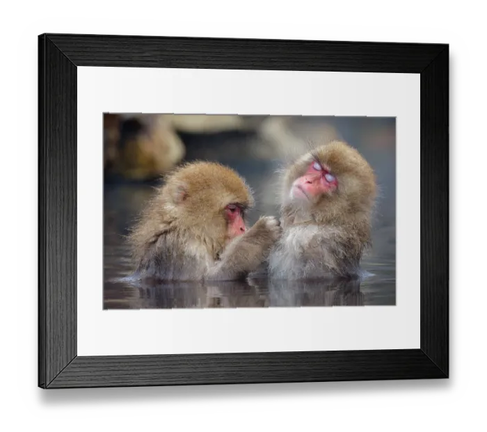 Framed Print : Two Japanese macaques (Macaca fuscata) sitting in hot springs grooming, Jigokudani, Nagano Prefecture, Japan. February Framed Print : Two Japanese macaques (Macaca fuscata) sitting in hot springs grooming, Jigokudani, Nagano Prefecture, Japan. February