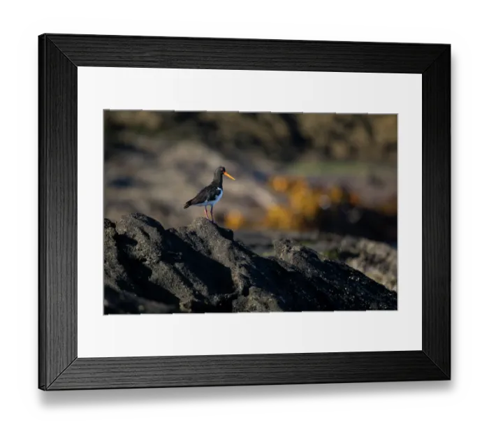 Framed Print : Chatham oystercatcher (Haematopus chathamensis) standing on rocky shoreline, Rangatira Island, Chatham Islands, New Zealand. Endangered Framed Print : Chatham oystercatcher (Haematopus chathamensis) standing on rocky shoreline, Rangatira Island, Chatham Islands, New Zealand. Endangered