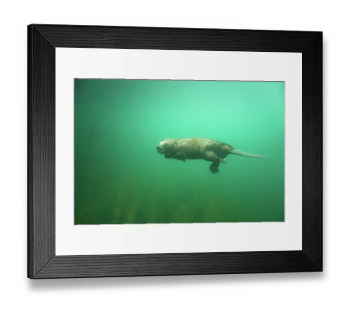 Framed Print : European beaver (Castor fiber) swimming underwater, River Rhone, Alps, France. May Framed Print : European beaver (Castor fiber) swimming underwater, River Rhone, Alps, France. May