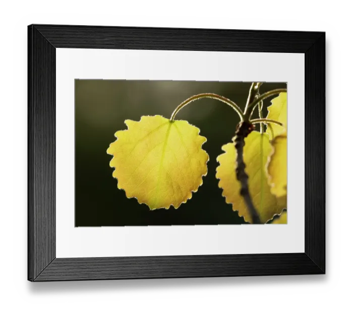 Framed Print : Close-up of Aspen leaf (Populus tremula) in early spring, Cairngorms National Park, Scotland, UK. May