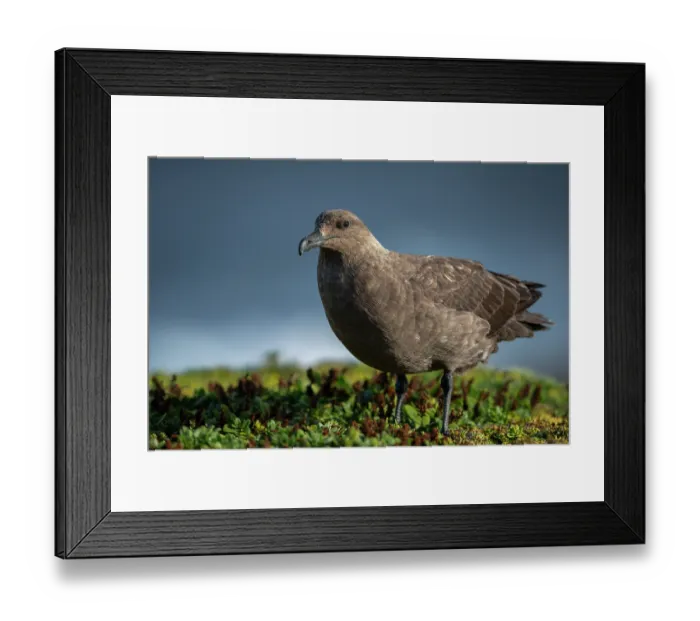Framed Print : Southern skua (Stercorarius antarcticus) portrait, Rangatira Island, Chatham Islands, New Zealand Framed Print : Southern skua (Stercorarius antarcticus) portrait, Rangatira Island, Chatham Islands, New Zealand