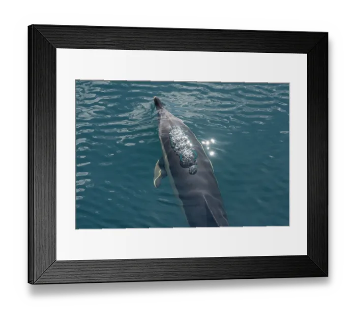Framed Print : Common dolphin (Delphinus delphis) exhaling air whilst surfacing, Falmouth Bay, Cornwall, England, UK, Atlantic Ocean Framed Print : Common dolphin (Delphinus delphis) exhaling air whilst surfacing, Falmouth Bay, Cornwall, England, UK, Atlantic Ocean
