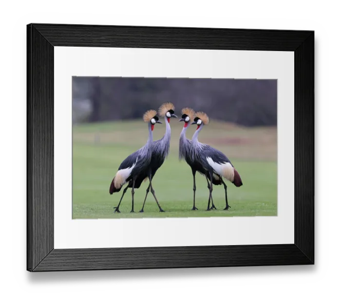 Framed Print : Four Grey crowned cranes (Balearica regulorum) portrait, Balgowan, KwaZulu Natal, South Africa. Endangered Framed Print : Four Grey crowned cranes (Balearica regulorum) portrait, Balgowan, KwaZulu Natal, South Africa. Endangered