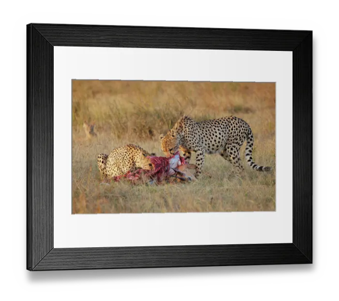 Framed Print : Two Cheetahs (Acinonyx jubatus) feeding on fresh Impala (Aepyceros melampus) kill, Nairobi National Park, Kenya Framed Print : Two Cheetahs (Acinonyx jubatus) feeding on fresh Impala (Aepyceros melampus) kill, Nairobi National Park, Kenya