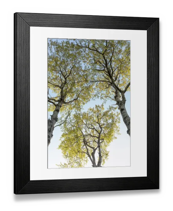 Framed Print : Aspen (Populus tremula) tree showing early spring foliage, Cairngorms National Park, Scotland, UK. May Framed Print : Aspen (Populus tremula) tree showing early spring foliage, Cairngorms National Park, Scotland, UK. May