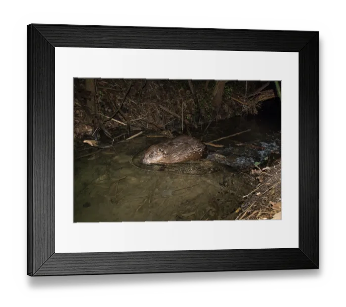 Framed Print : European beaver (Castor fiber) on its dam on a small river at night, Isere, Alps, France. March. Camera trap image Framed Print : European beaver (Castor fiber) on its dam on a small river at night, Isere, Alps, France. March. Camera trap image