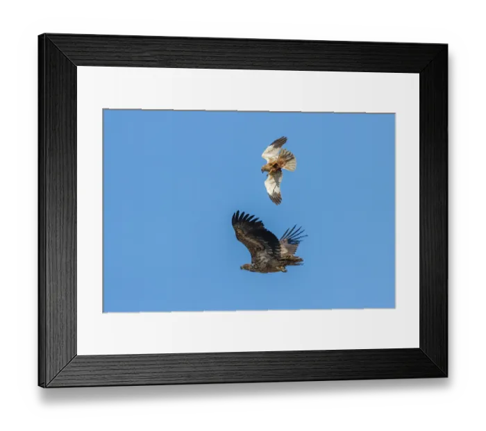 Framed Print : Marsh harrier (Circus aeruginosus) in flight, harassing a White-tailed eagle (Haliaeetus albicilla), Denmark. May Framed Print : Marsh harrier (Circus aeruginosus) in flight, harassing a White-tailed eagle (Haliaeetus albicilla), Denmark. May