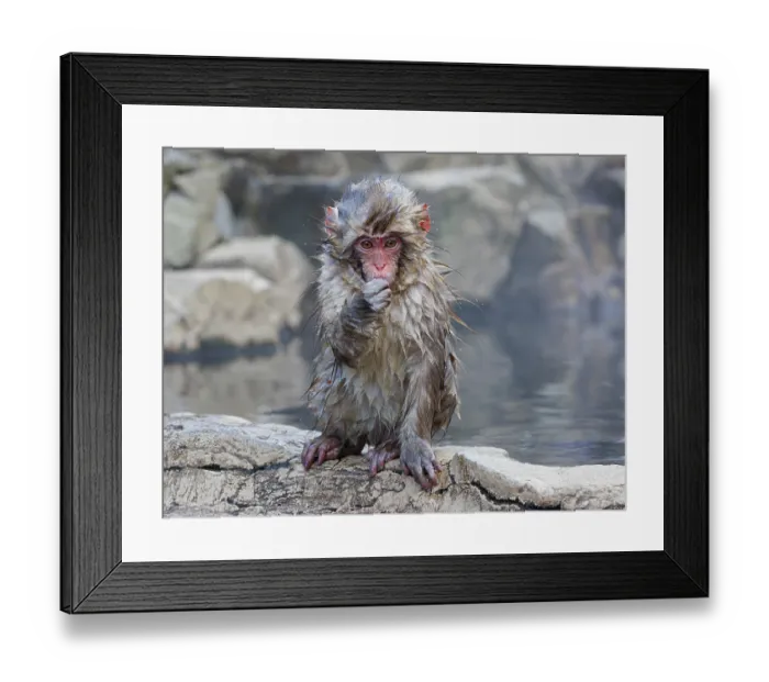 Framed Print : Japanese macaque (Macata fuscaca) infant sitting on rocks at edge of hot spings, Jigokudani, Nagano Prefecture, Japan. February