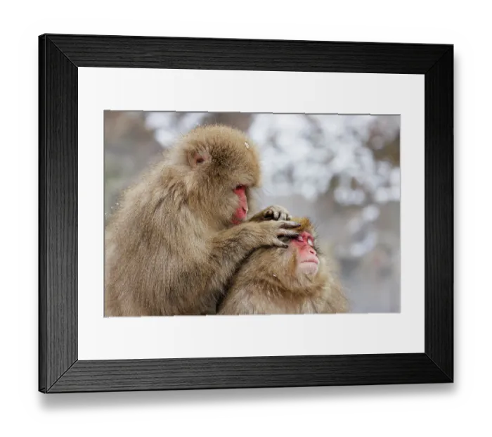 Framed Print : Two Japanese macaques (Macaca fuscata) in hot springs, grooming, Jigokudani, Nagano Prefecture, Japan. February Framed Print : Two Japanese macaques (Macaca fuscata) in hot springs, grooming, Jigokudani, Nagano Prefecture, Japan. February