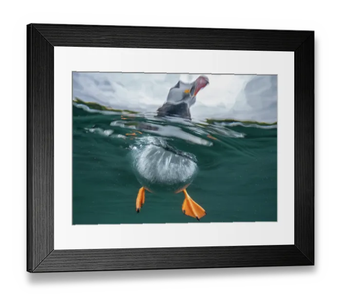 Framed Print : Split level view of an Atlantic puffin (Fratercula arctica) on the surface of the sea, Skomer Island, Pembrokshire, Wales, UK, Atlantic Ocean Framed Print : Split level view of an Atlantic puffin (Fratercula arctica) on the surface of the sea, Skomer Island, Pembrokshire, Wales, UK, Atlantic Ocean