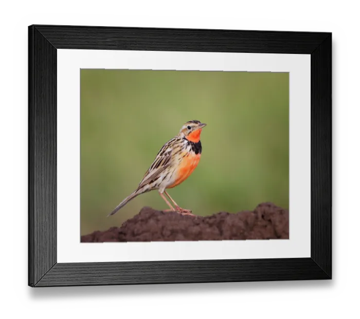 Framed Print : Rosy-throated longclaw (Macronyx ameliae) male, portrait, Masai Mara National Reserve, Kenya Framed Print : Rosy-throated longclaw (Macronyx ameliae) male, portrait, Masai Mara National Reserve, Kenya