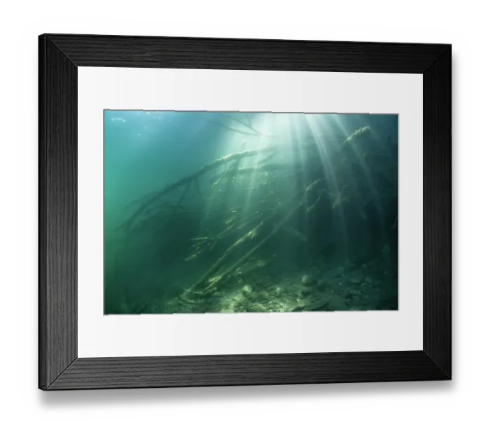 Framed Print : Submerged entrance to a European beaver (Castor fiber) lodge illuminated by the sun's rays, River Rhone, Alps, France. June Framed Print : Submerged entrance to a European beaver (Castor fiber) lodge illuminated by the sun's rays, River Rhone, Alps, France. June