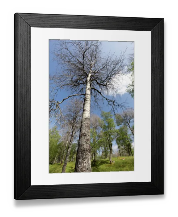 Framed Print : Aspen (Populus tremula) trees in late May still to come into leaf, Cairngorms National Park, Scotland, UK. May Framed Print : Aspen (Populus tremula) trees in late May still to come into leaf, Cairngorms National Park, Scotland, UK. May
