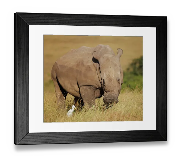 Framed Print : White rhinoceros (Ceratotherium simum) looking at Cattle egret (Bubulcus ibis) in grassland, Nairobi National Park, Kenya Framed Print : White rhinoceros (Ceratotherium simum) looking at Cattle egret (Bubulcus ibis) in grassland, Nairobi National Park, Kenya