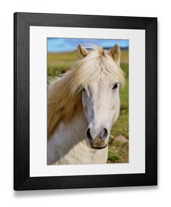 Framed Print : Icelandic horse (Equus caballus) head portrait, Iceland. September Framed Print : Icelandic horse (Equus caballus) head portrait, Iceland. September