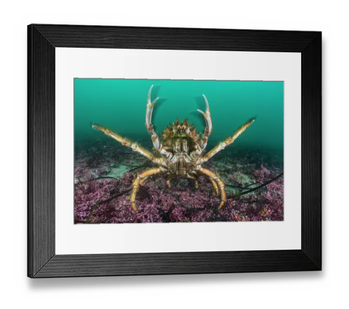 Framed Print : Common spider crab (Maja brachydactyla) displaying aggression, in defensive posture on Maerl beds, St.Mawes, Cornwall, England, UK, Atlantic Ocean Framed Print : Common spider crab (Maja brachydactyla) displaying aggression, in defensive posture on Maerl beds, St.Mawes, Cornwall, England, UK, Atlantic Ocean
