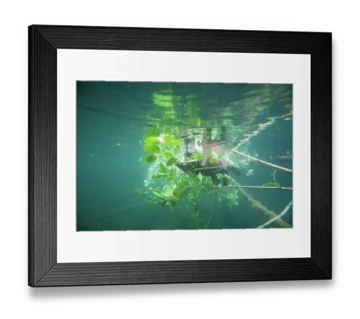 Framed Print : European beaver (Castor fiber) in river feeding on a fallen tree, River Rhone, Alps, France. May Framed Print : European beaver (Castor fiber) in river feeding on a fallen tree, River Rhone, Alps, France. May
