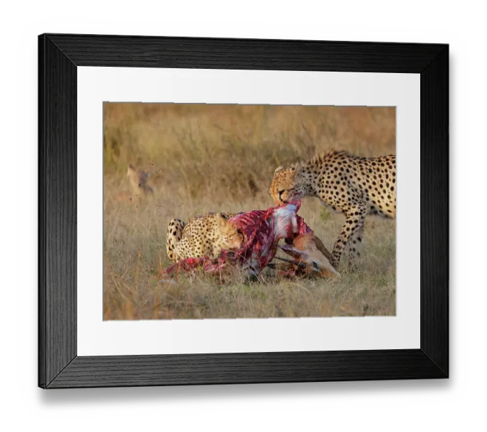 Framed Print : Two Cheetahs (Acinonyx jubatus) feeding on fresh Impala (Aepyceros melampus) kill, Nairobi National Park, Kenya Framed Print : Two Cheetahs (Acinonyx jubatus) feeding on fresh Impala (Aepyceros melampus) kill, Nairobi National Park, Kenya