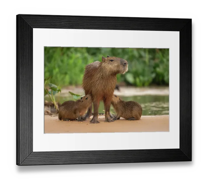 Framed Print : Two Capybara cubs (Hydrochoerus hydrochaeris) suckling their mother, Pantanal, Brazil Framed Print : Two Capybara cubs (Hydrochoerus hydrochaeris) suckling their mother, Pantanal, Brazil