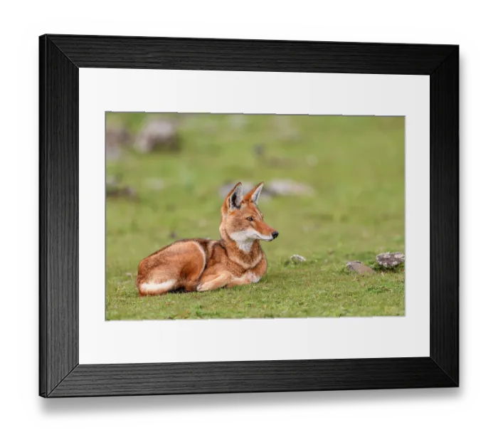 Framed Print : Ethiopian wolf (Canis simensis) resting on grass, Bale Mountains National Park, Ethiopia. Endangered Framed Print : Ethiopian wolf (Canis simensis) resting on grass, Bale Mountains National Park, Ethiopia. Endangered