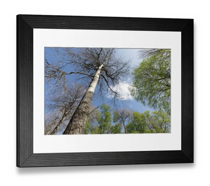 Framed Print : Aspen (Populus tremula) trees in late May still to come into leaf, Cairngorms National Park, Scotland, UK. May Framed Print : Aspen (Populus tremula) trees in late May still to come into leaf, Cairngorms National Park, Scotland, UK. May
