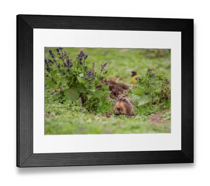 Framed Print : Big-headed African mole-rat (Tachyoryctes macrocephalus) feeding on short grass with Ethiopian siskin (Serinus nigriceps) behind waiting to feed on uncovered seeds Framed Print : Big-headed African mole-rat (Tachyoryctes macrocephalus) feeding on short grass with Ethiopian siskin (Serinus nigriceps) behind waiting to feed on uncovered seeds