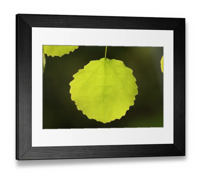 Framed Print : Close-up of Aspen leaf (Populus tremula) in early spring, Cairngorms National Park, Scotland, UK. May Framed Print : Close-up of Aspen leaf (Populus tremula) in early spring, Cairngorms National Park, Scotland, UK. May